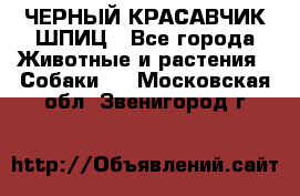 ЧЕРНЫЙ КРАСАВЧИК ШПИЦ - Все города Животные и растения » Собаки   . Московская обл.,Звенигород г.